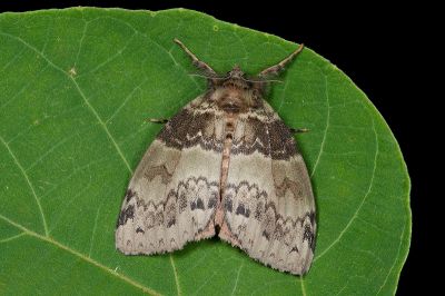 角斑棕毒蛾 Ilema olivacea 雌蟲