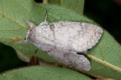 結麗毒蛾 Calliteara lunulata takamukuana 雌蟲