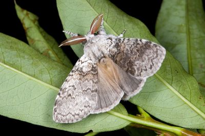 阿里山麗毒蛾 Calliteara arizana 雄蟲