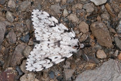 深山灰毒蛾 Lymantria pulverea 雌蟲