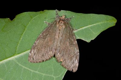灰綠棕毒蛾 Ilema nachiensis 雌蟲