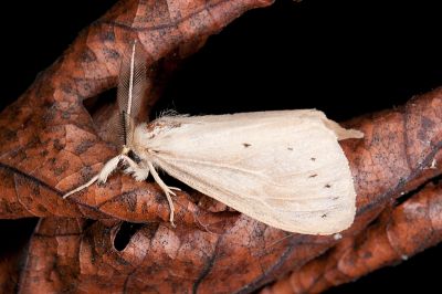 凹七斑毒蛾 Laelia formosana 雄蟲