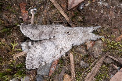 結麗毒蛾 Calliteara lunulata takamukuana 雄蟲