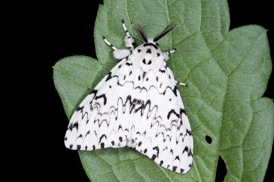 杉氏絡毒蛾 Lymantria sugii 雄蟲