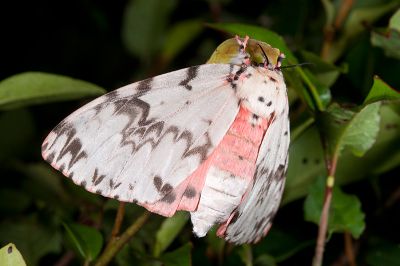 波斑毒蛾 Lymantria mathura subpallida 雌蟲