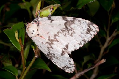 波斑毒蛾 Lymantria mathura subpallida 雌蟲
