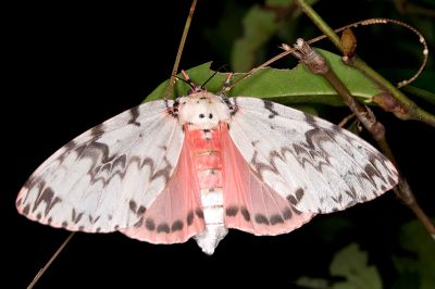 波斑毒蛾 Lymantria mathura subpallida 雌蟲
