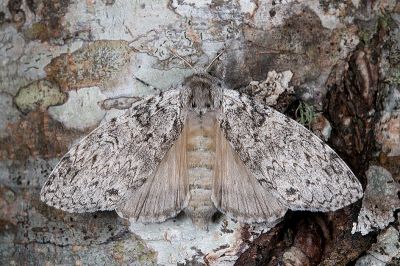 阿里山麗毒蛾 Calliteara arizana 雌蟲