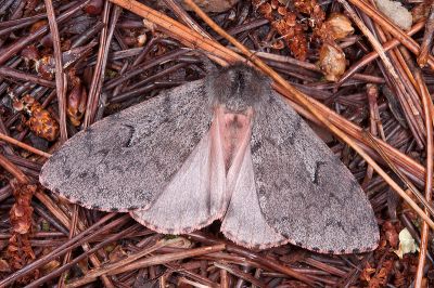 L紋灰毒蛾 Lymantria umbrifera 雌蟲