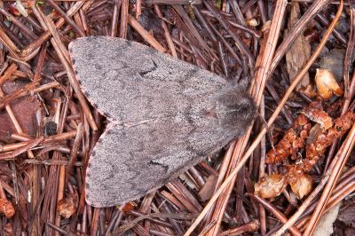 L紋灰毒蛾 Lymantria umbrifera 雌蟲