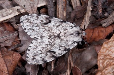 深山灰毒蛾 Lymantria pulverea 雌蟲