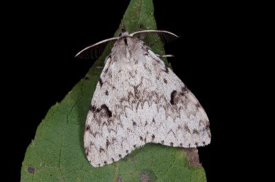 深山灰毒蛾 Lymantria pulverea 雄蟲