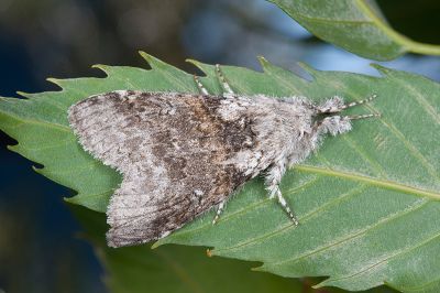 阿里山麗毒蛾 Calliteara arizana 雄蟲