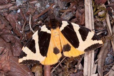 白帶谷毒蛾 Kuromondokuga albofascia albofascia 雌蟲