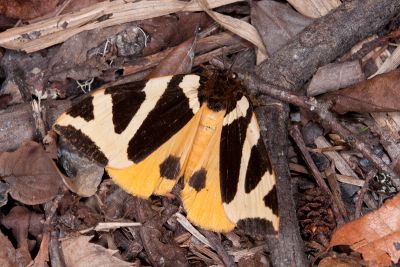 白帶谷毒蛾 Kuromondokuga albofascia albofascia 雌蟲