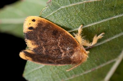 Arna pseudoconspersa 雄蟲