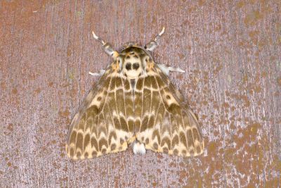波斑毒蛾 Lymantria mathura subpallida 雄蟲