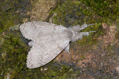 結麗毒蛾 Calliteara lunulata takamukuana 雌蟲