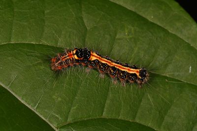 臺灣黃毒蛾 Euproctis taiwana
