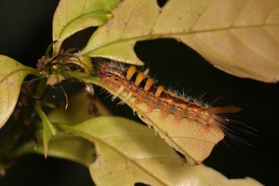 小白紋毒蛾 Orgyia postica