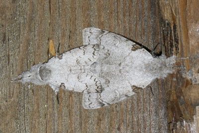 波麗毒蛾 Calliteara postfusca 交尾中個體