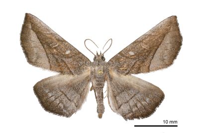 黯鐵眉裳蛾 Arytrurides inornatus 雄蟲