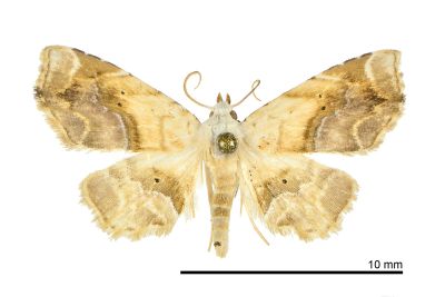 眉燕裳蛾 Eugraptoblemma pictalis 雄蟲