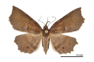 纖齒緣眉裳蛾 Eutrogia morosa 雌蟲
