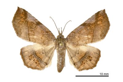 三線眉裳蛾 Pangrapta trilineata 雌蟲