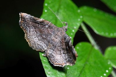 小奈眉裳蛾 Nagadeba indecoralis 雌蟲