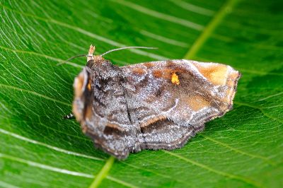Egnasia nagadeboides 雄蟲
