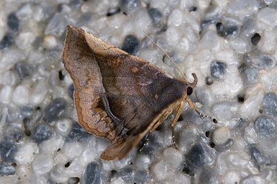 塊眉裳蛾 Pangrapta pannosa 雄蟲