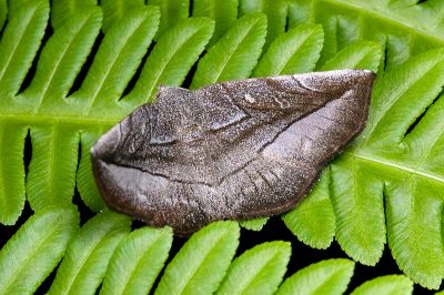 黯鐵眉裳蛾 Arytrurides inornatus 雌蟲