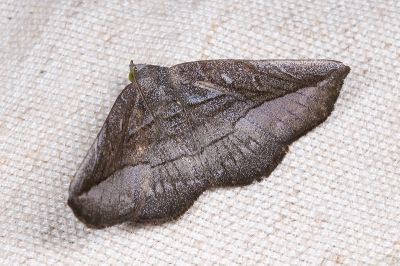 黯鐵眉裳蛾 Arytrurides inornatus 雄蟲