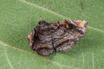 Egnasia nagadeboides 雄蟲