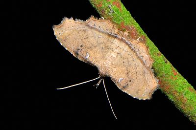 Microselene mopsa 雄蟲