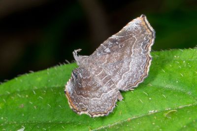 小奈眉裳蛾 Nagadeba indecoralis