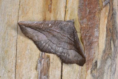 黯鐵眉裳蛾 Arytrurides inornatus 雄蟲