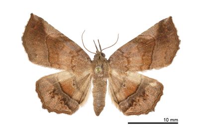 三線眉裳蛾 Pangrapta trilineata 雌蟲