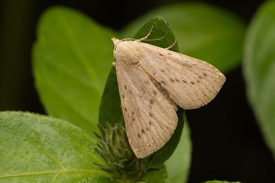 明涓裳蛾 Rivula aequalis