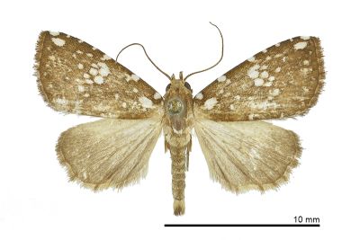 Rivula niveipuncta 雄蟲