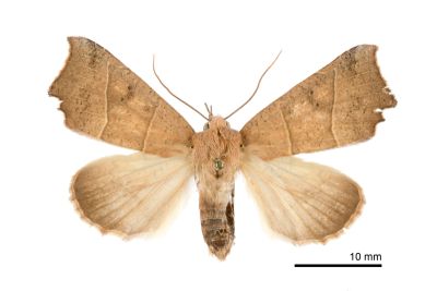 Goniocraspidum pryeri 雌蟲