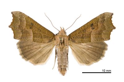 Gonitis mesogona 雄蟲