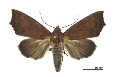 紅棕錦葵裳蛾 Rusicada privata 雌蟲