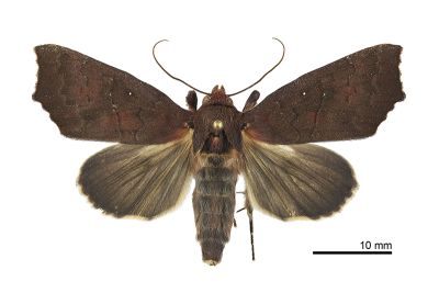 紅棕錦葵裳蛾 Rusicada privata 雄蟲