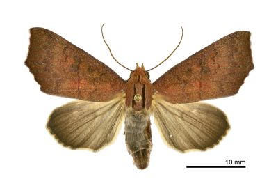 Rusicada privata 雄蟲