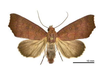 Rusicada privata 雄蟲