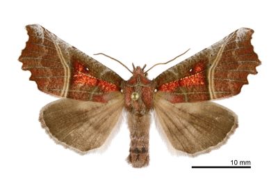 棘翅裳蛾 Scoliopteryx libatrix 雄蟲