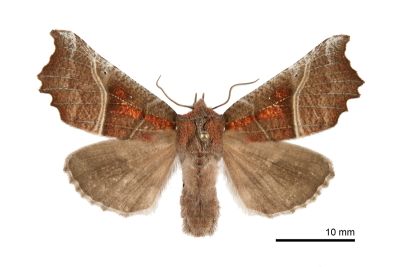 棘翅裳蛾 Scoliopteryx libatrix 雄蟲