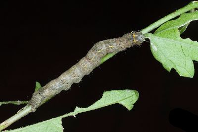 Rusicada privata